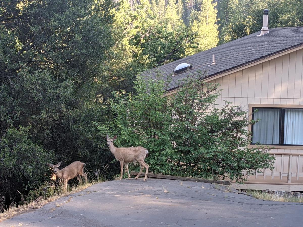 Yosemite Haven @ Pine Mountain Lake. Dog Friendly! Гровленд Экстерьер фото