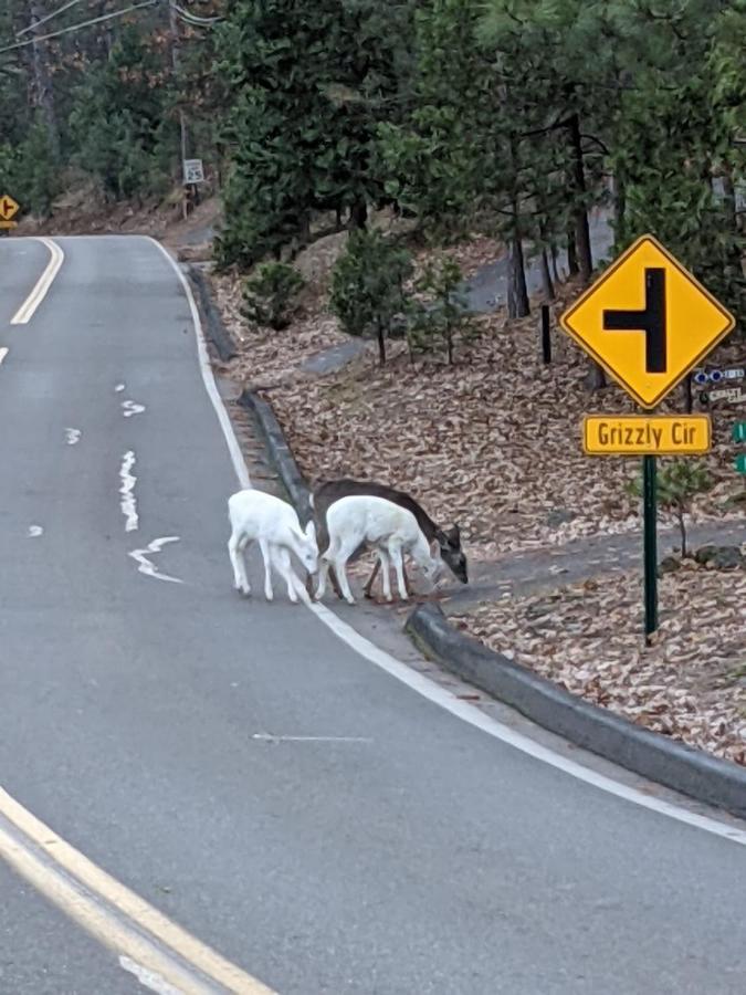 Yosemite Haven @ Pine Mountain Lake. Dog Friendly! Гровленд Экстерьер фото